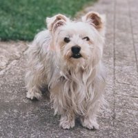 🌼🍋Helencello🍋🌼