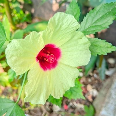 Amran Hossain Patwary