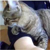 NocatsnolifeNomusicnojoy