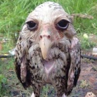 L'helvète éclairé 🇨🇭💪🇨🇭