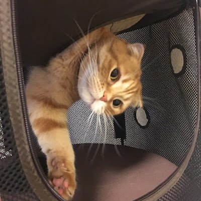 にゃんきち☀️🐈🎾