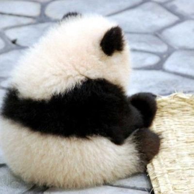楽🐼歩