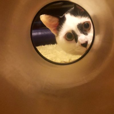 shigureguregure🎸🥝