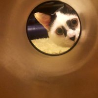 shigureguregure🎸🥝