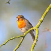 Dr Harriet Marshall 🌍