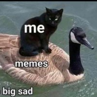 Mr captain save a ho