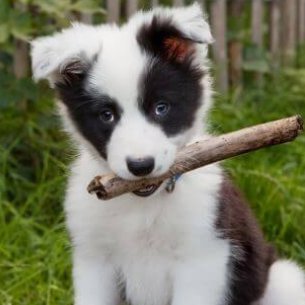 Herdenhundi 🇪🇺