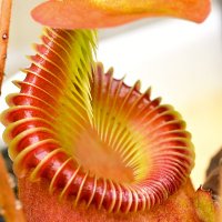 藻岩山（食虫植物栽培録など）