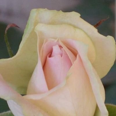 🇺🇸American Nationalist=Anti-zionist