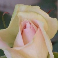 🇺🇸American Nationalist=Anti-zionist