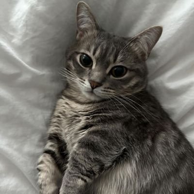 moz🐈‍⬛ ྀི