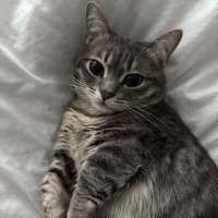 moz🐈‍⬛ ྀི