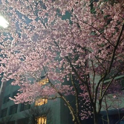 まぐろんばすぴす