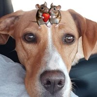 Küstenkind🌊📯kein Kraftwerk Wattenmeer