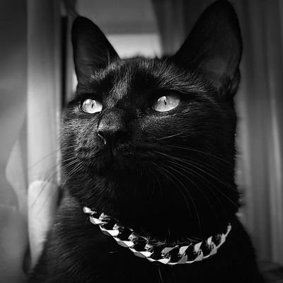 Der Kater Jimmy 😸