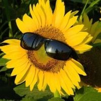 sunshinework📚📝