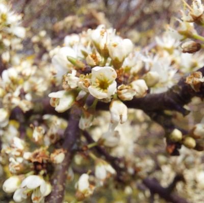 Chichester Tree Wardens