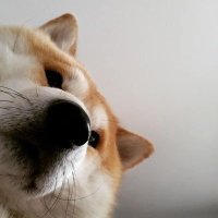 ไอ้บ้าเอ๋ย!!!! ปล. Call me ‘เจ้าหมาไน’