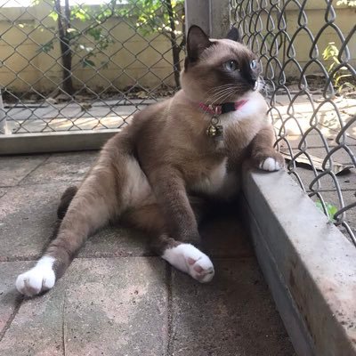 ☀️ ChoMPooH ᥫᩣ 🏔️ที่อยากไปปีนเขาอีกแล้ว