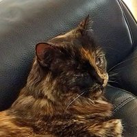 Taya Nielsen: StuffTrump! ICE OUT!