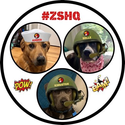 Amber, Belle & Kingston 🐾