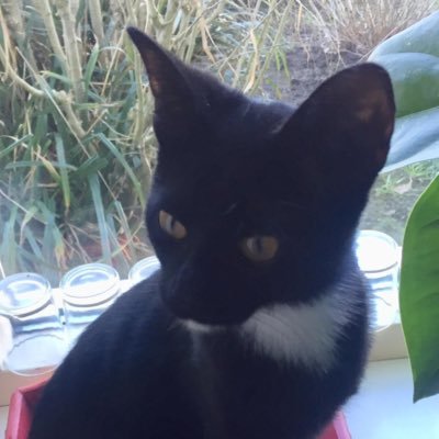 🍉marianne visser🇵🇸