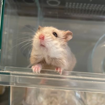 カピヴィレッジ -ハムスターカフェ-