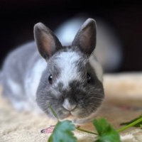 A Culpa é de Sec Podcast