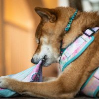 Pet Special Shopping