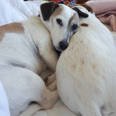 SaveDemocracyFromFascistFossilFuelsBillionaires