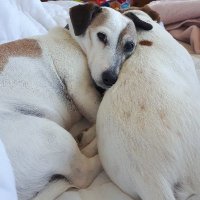 SaveDemocracyFromFascistFossilFuelsBillionaires