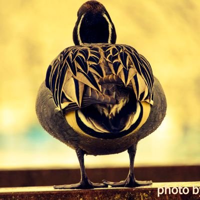 さくらもち(Yes☆figueroa!)