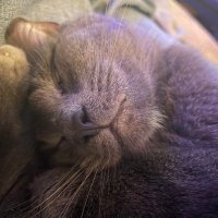 commentary account j lister