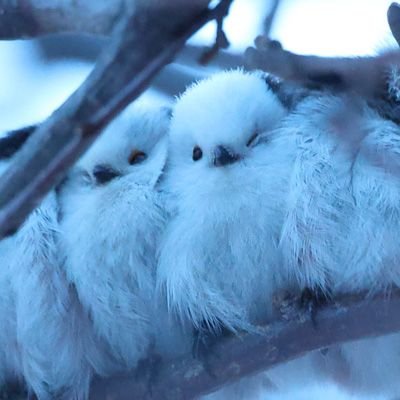 碧（mammoth/まんもす）