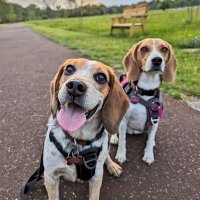 Yeti, Reese & The Beagle Brigade