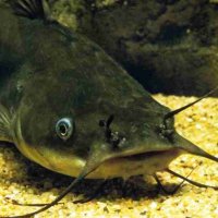 benthos 🏴󠁧󠁢󠁥󠁮󠁧