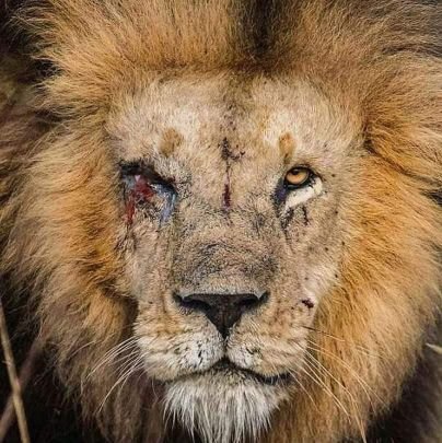 𝐍𝐚𝐭𝐮𝐫𝐞 𝐆𝐨𝐞𝐬 𝐌𝐞𝐭𝐚𝐥 🔥🔥