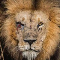 𝐍𝐚𝐭𝐮𝐫𝐞 𝐆𝐨𝐞𝐬 𝐌𝐞𝐭𝐚𝐥 🔥🔥