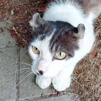 柳但(リュータン)