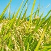 週末農家グラ推し