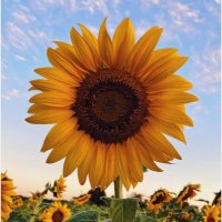 Licenciada - Anticomunista - ❤️ 🇨🇱