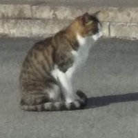 急洲【ｷｭｰｽ】