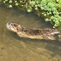 八幡乃ぽん　おそらく新人ゲーム配信者