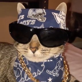 el Cholo Cat