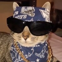 el Cholo Cat