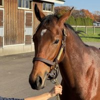 なぎ＠一口馬主