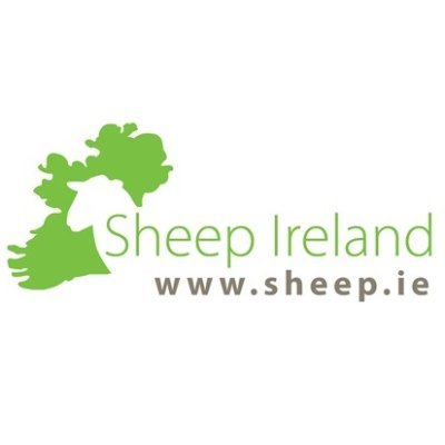 Sheep Ireland 🌟🌟🌟🌟🌟