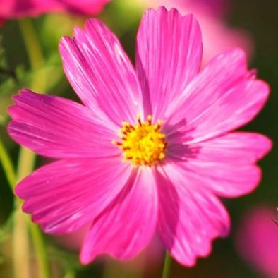 Cosmos🌸🌌The world is hopeful💞WisH✨💝🫶☮️🤝🕊️💐