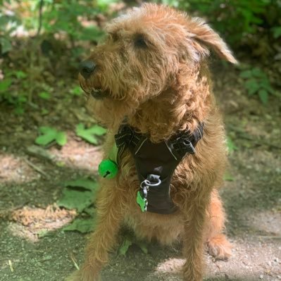 Dublin Irish 👧🐕Terrier 🌊🐾🌳🏖♥️