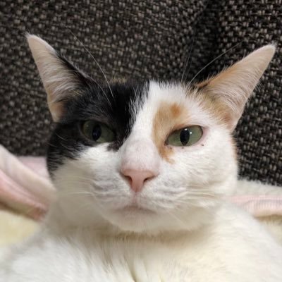 無責任なチーズケーキ（元無責任なパティシエ）